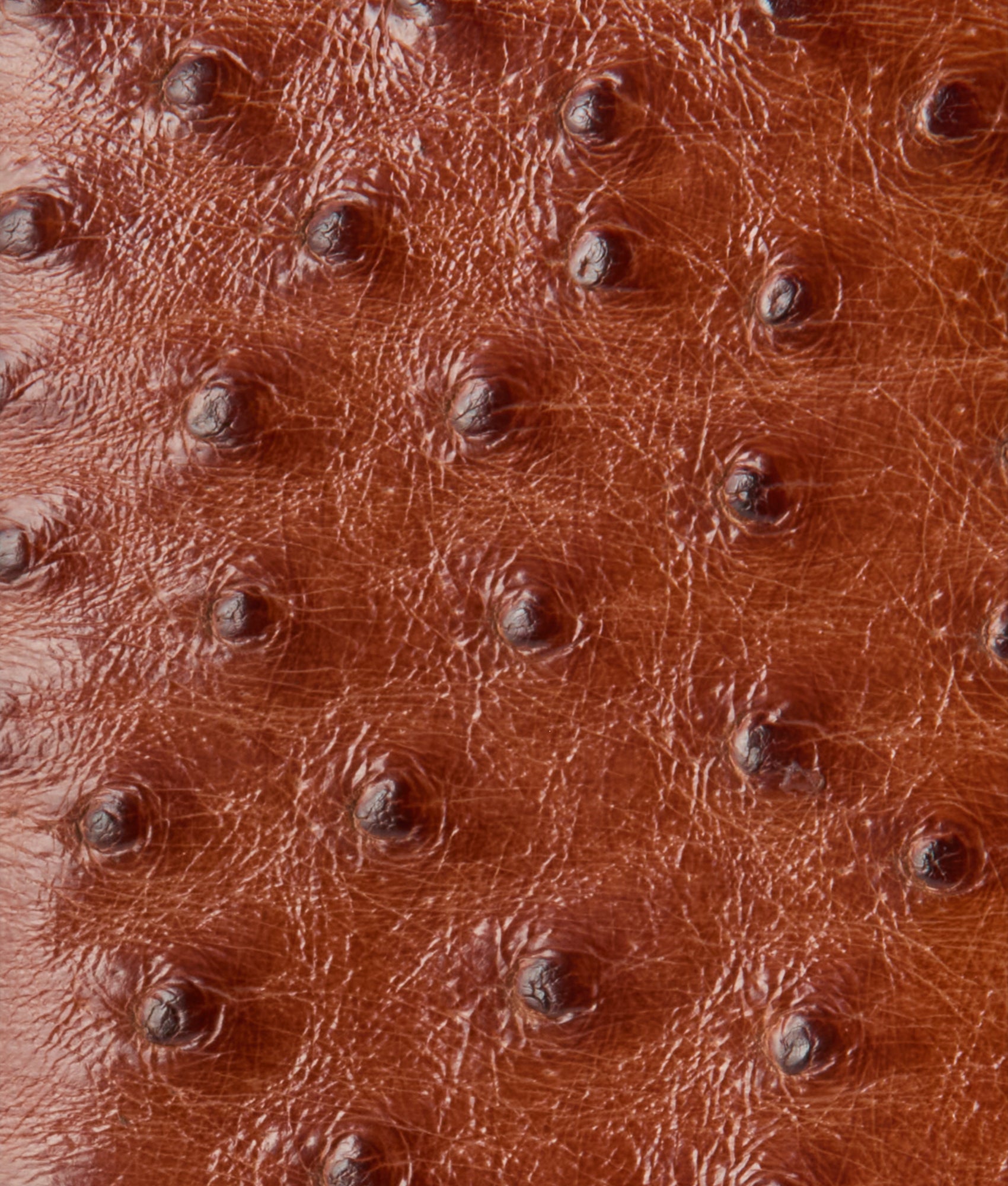 Bifold Wallet ?C Ostrich :: Cognac - Image 4