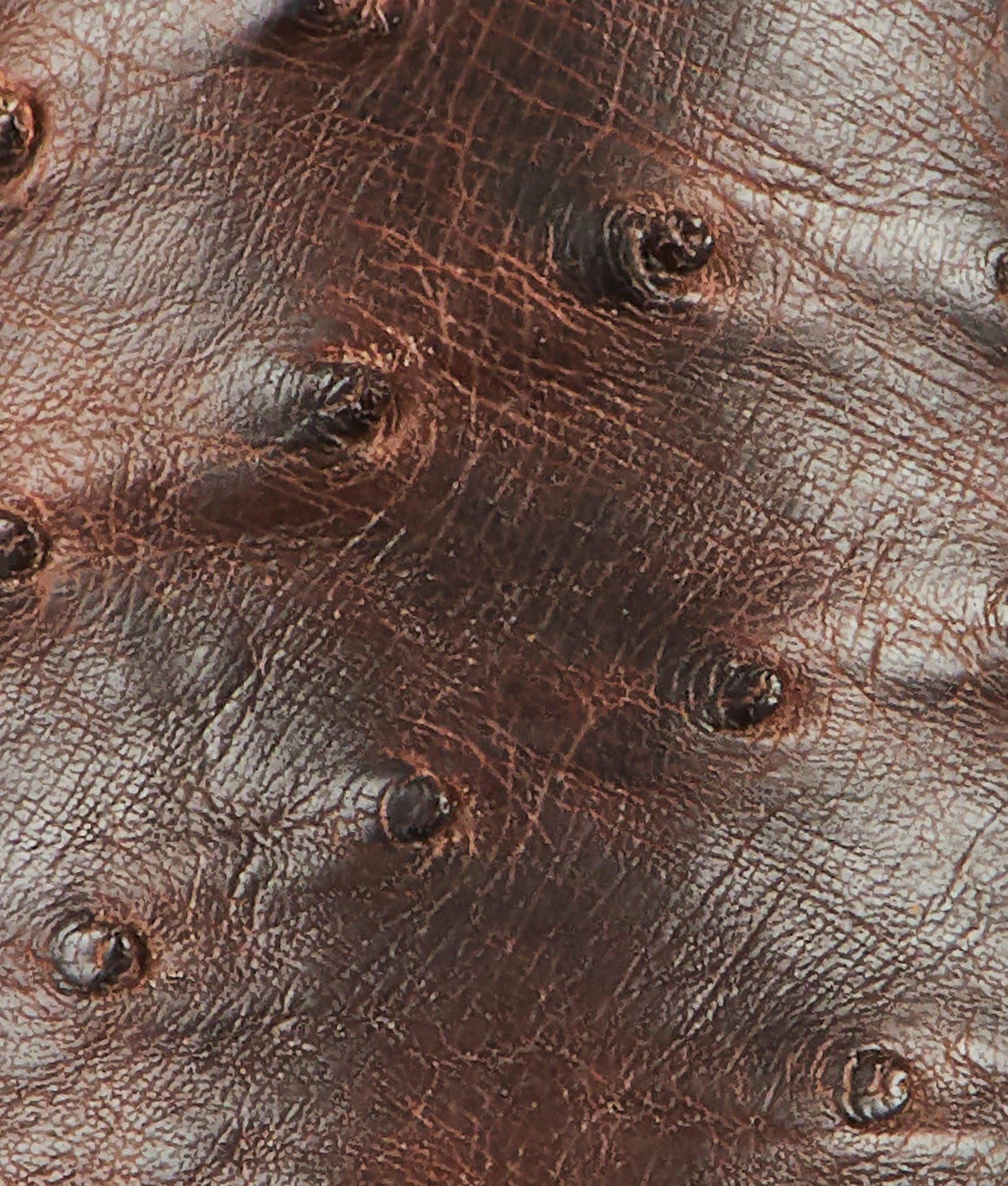 Nopales :: Tobacco - Image 8