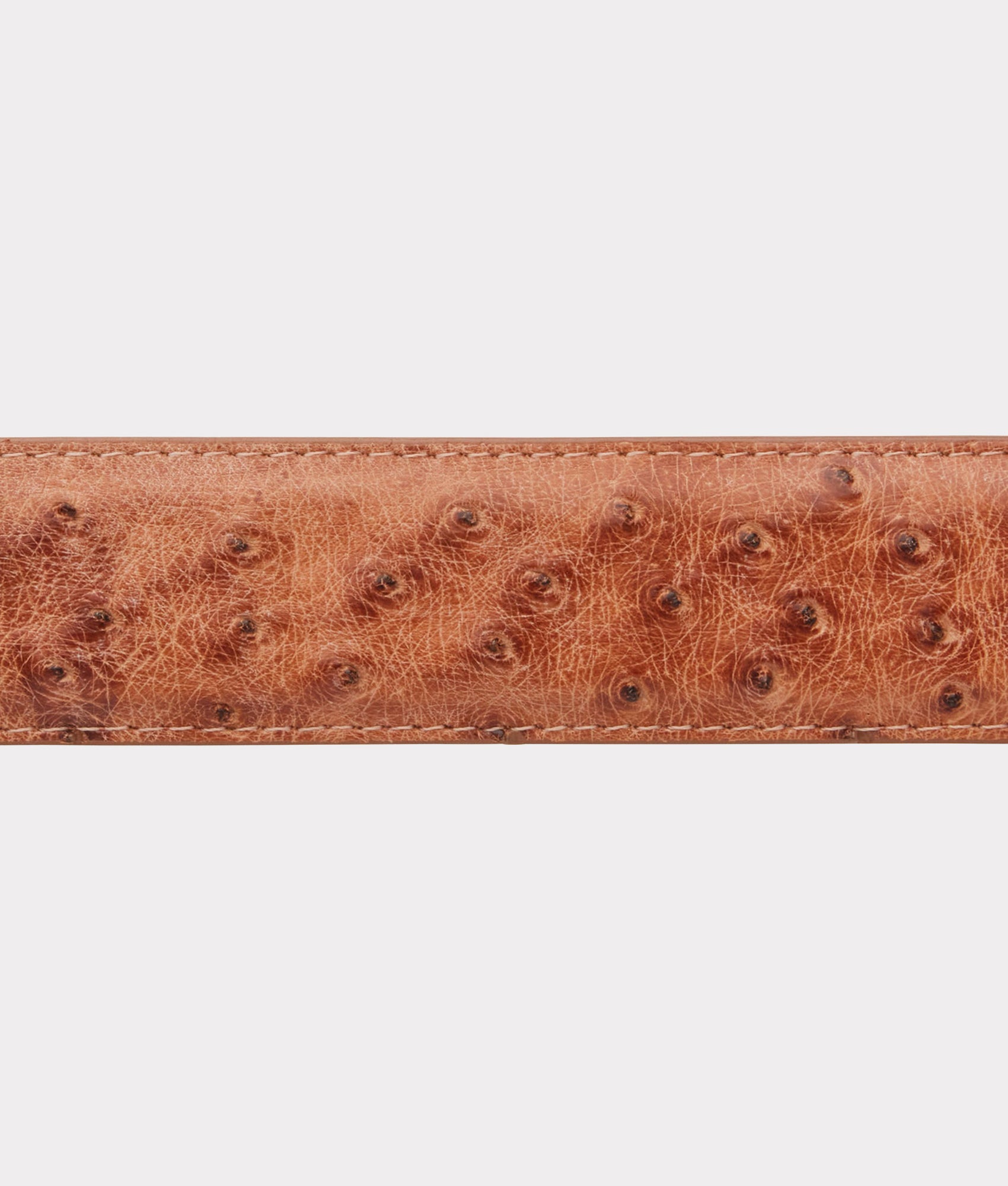 Full Quill Ostrich :: Barnwood - Image 4